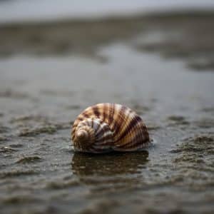 Turbo Brunneus