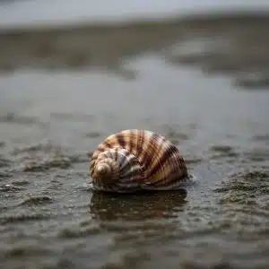 Turbo Brunneus