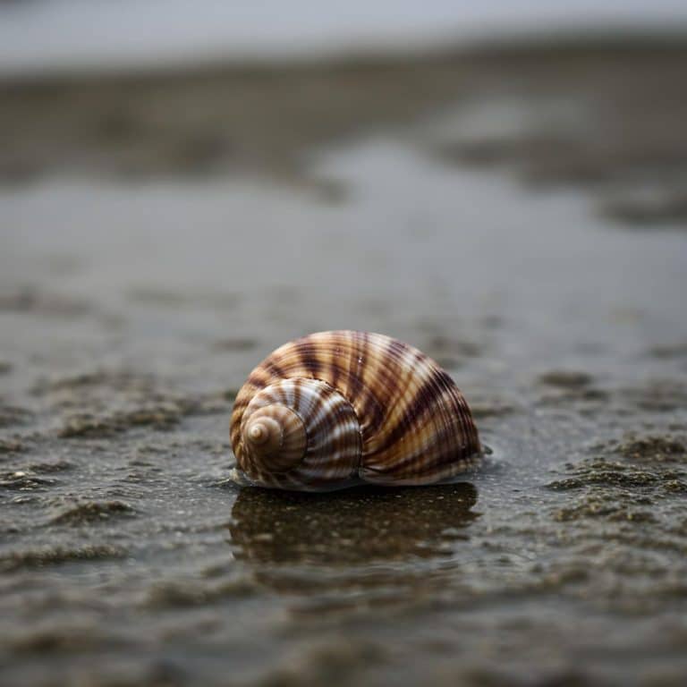 Turbo Brunneus