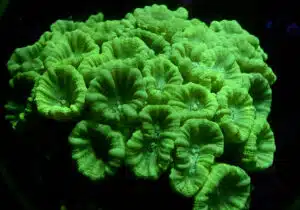 Caulastrea spp. (XL)