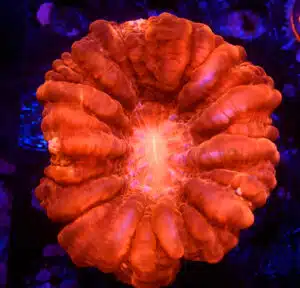 Cynarina spp. 91