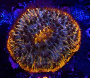 Fungia spp. 19