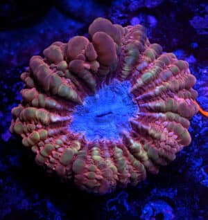 Cynarina spp. 201