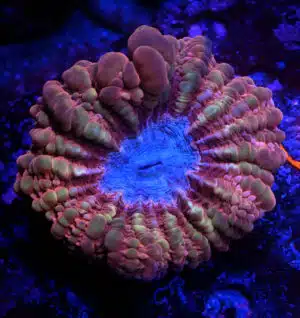 Cynarina spp. 201