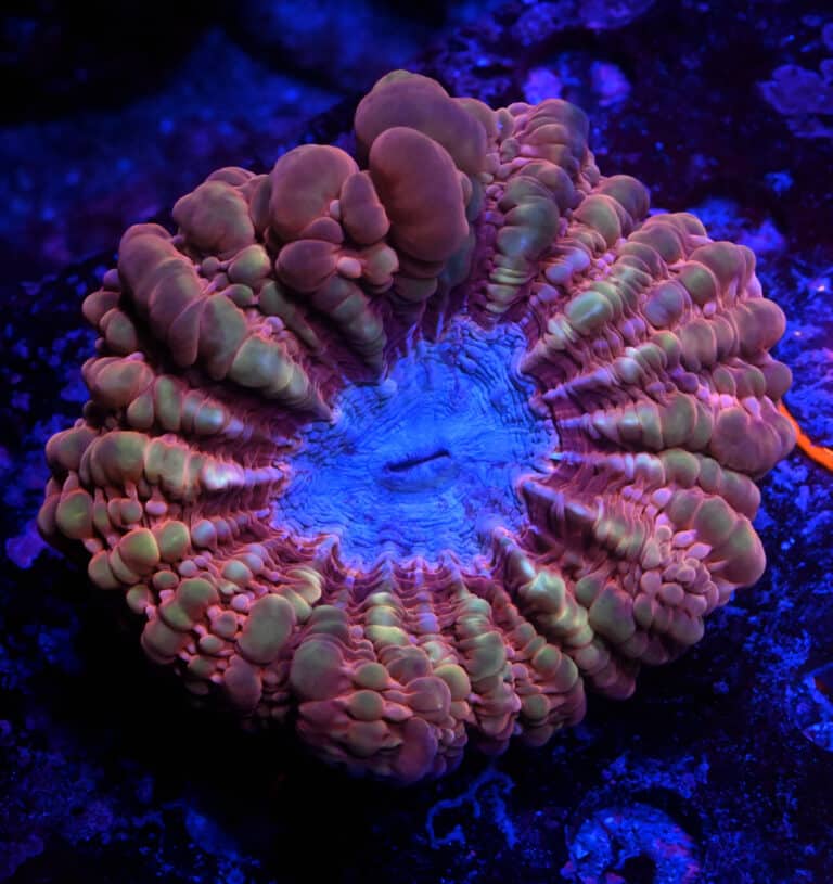 Cynarina spp. 201