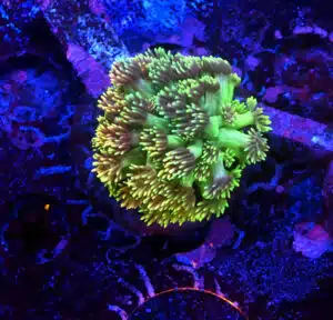 Goniopora spp. Ultra 1