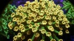 Alveopora spp. 408