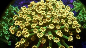 Alveopora spp. 408