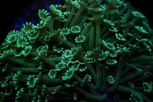 Alveopora spp. (L) 397