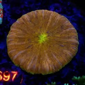 Fungia spp. 2