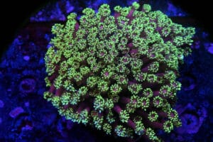 Goniopora spp. 3