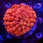 Goniopora spp. (M) 346