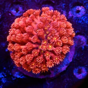 Goniopora spp. (M) 346
