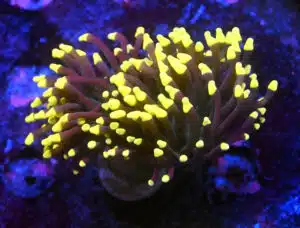 Euphyllia Glabrescens Joker