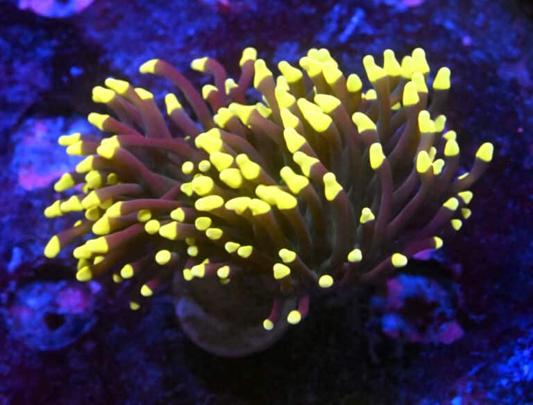 Euphyllia Glabrescens Joker 365-3