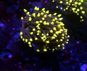 Euphyllia Glabrescens Joker