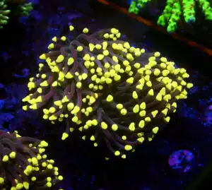 Euphyllia Glabrescens Joker 365