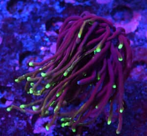 Euphyllia Glabrescens Dragon Soul 170