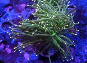 Euphyllia Glabrescens Coton Candy