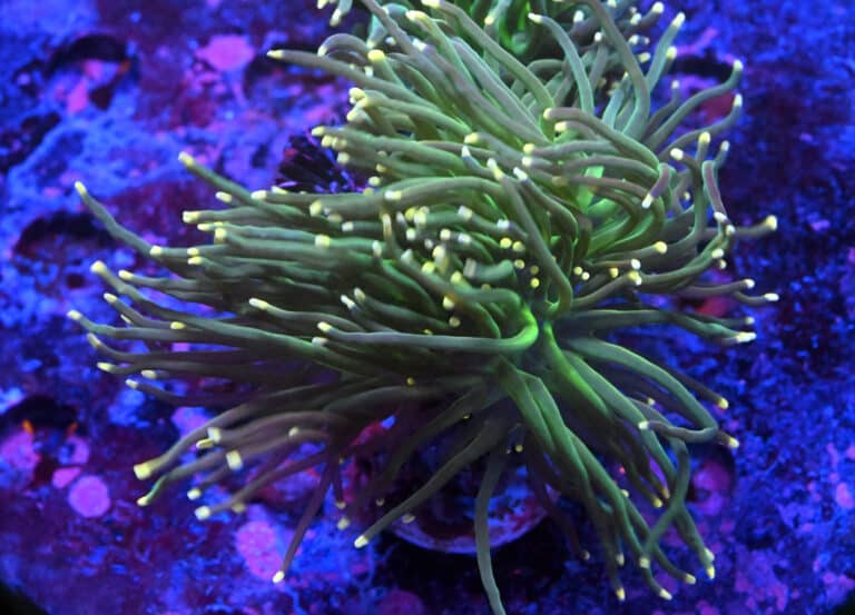 Euphyllia Glabrescens Coton Candy 184