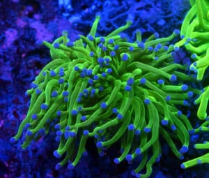 Euphyllia Glabrescens Toxic Green (2H)  271