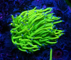 Euphyllia Glabrescens Holy Grail (1H) 107-2