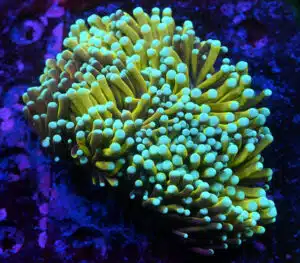 Euphyllia cristata ( NY knicks )