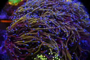 Euphyllia Glabrescens 24K (10H)