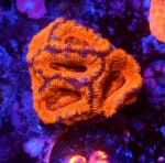 Acanthastrea Rainbow 66