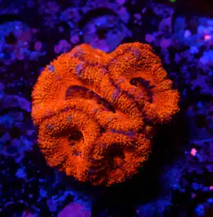 Acanthastrea 2