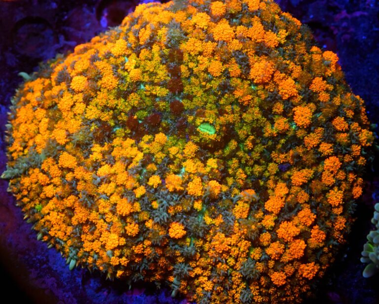 Rhodactis spp. Ultra (XL)
