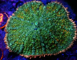 Rhodactis spp. (XL)
