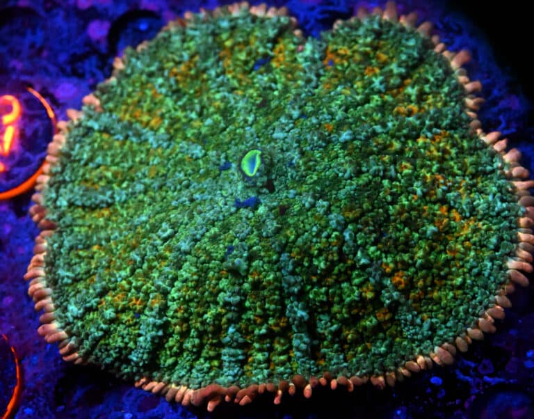 Rhodactis spp. (XL)