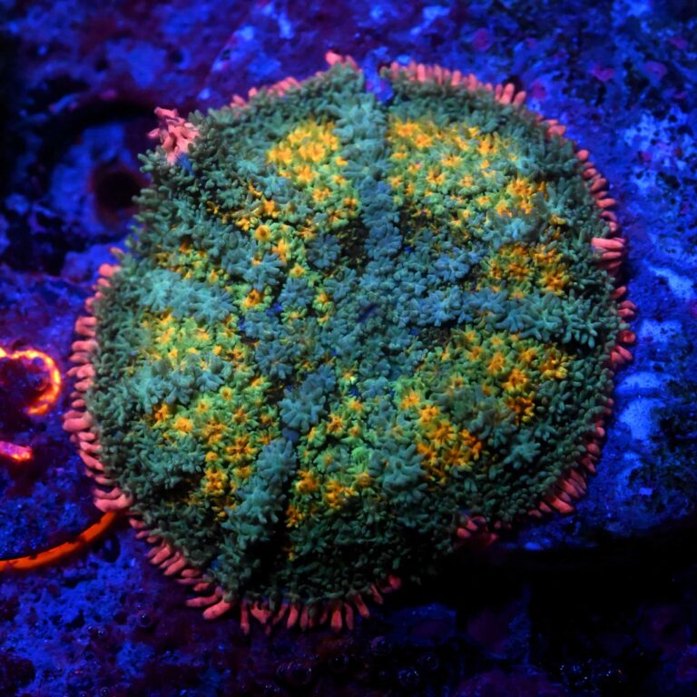Rhodactis spp. 6