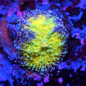 Rhodactis Yellow Circus