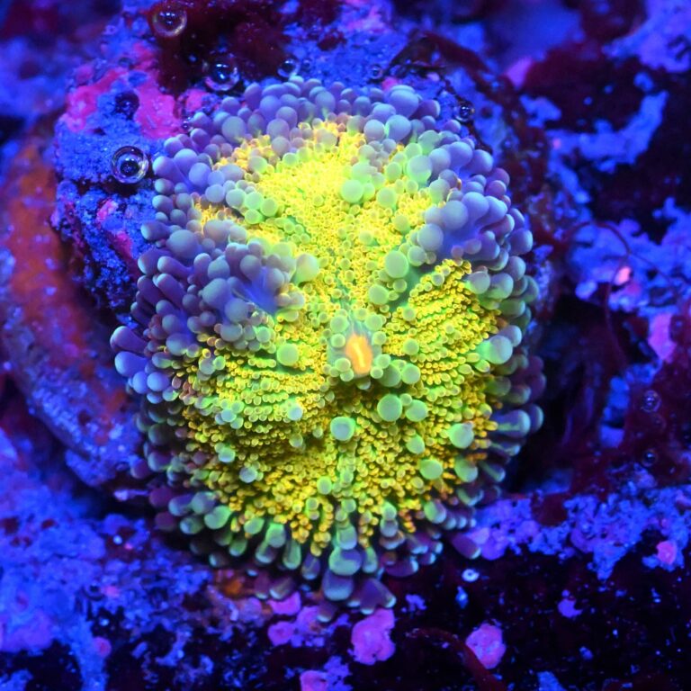 Rhodactis Yellow Circus