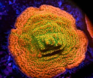 Montipora spp. (M)