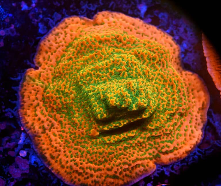 Montipora spp. (M)