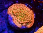 Montipora spp. (S)