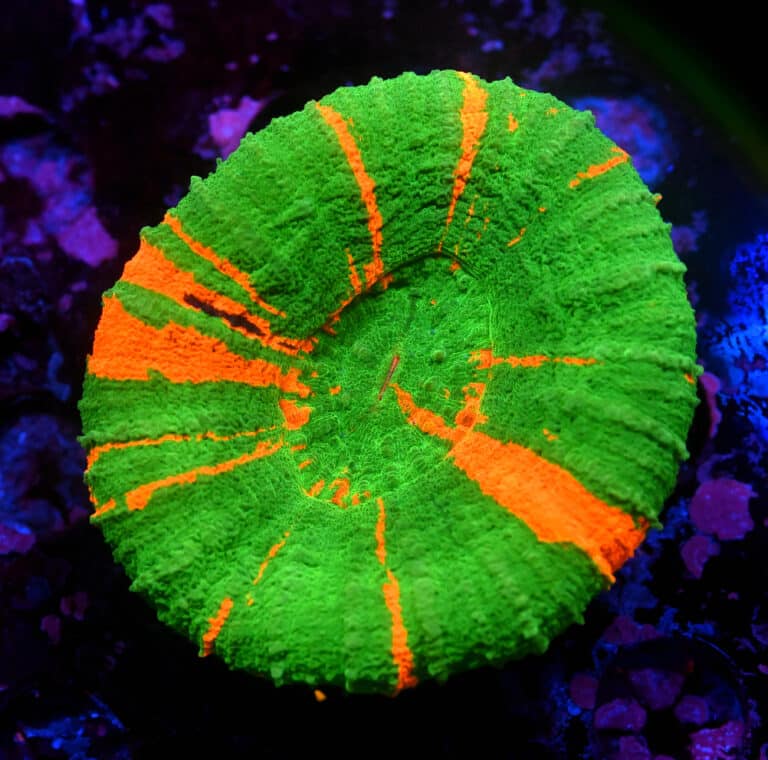 Scolymia spp. Bleeding Apple