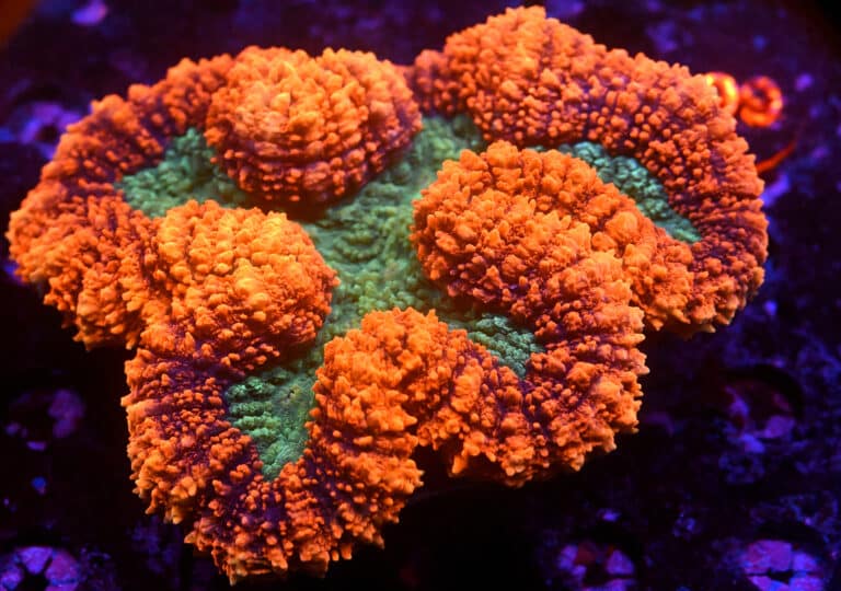 Lobophyllia spp.