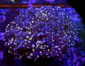 Euphyllia Yaeyamaensis Purple