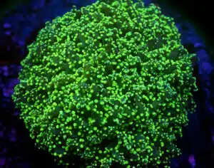 Euphyllia Yaeyamaensis Vert (L)