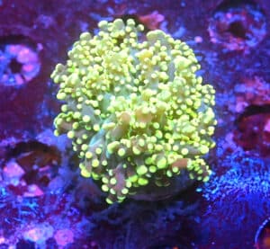 Euphyllia Yaeyamaensis Jaune 3