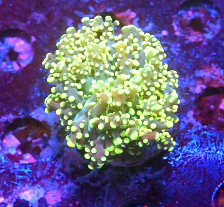 Euphyllia Yaeyamaensis Jaune 3