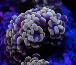 Euphyllia Paraancora Gold (L)