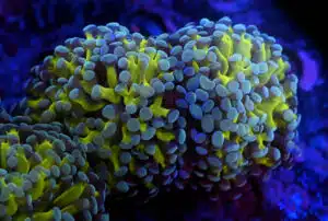 Euphyllia Paraancora Yellow Stone