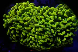 Euphyllia Paraancora Banana (L)