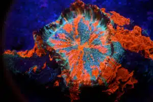 Acantophyllia spp. – Meat Coral Premium