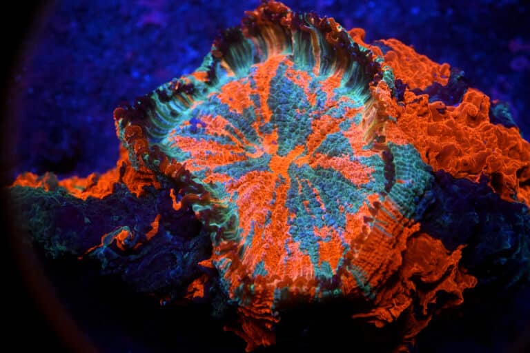 Acantophyllia spp. – Meat Coral Premium